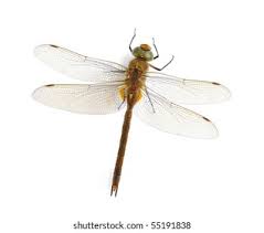 Attēlu rezultāti vaicājumam “Aeshna isoceles”