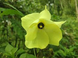 Image result for Abelmoschus moschatus