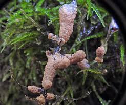 Attēlu rezultāti vaicājumam “Diderma subviridifuscum”