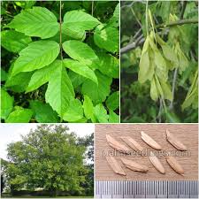 Attēlu rezultāti vaicājumam “Acer negundo leaf”