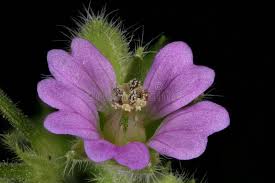 Attēlu rezultāti vaicājumam “Geranium pusillum leaf”