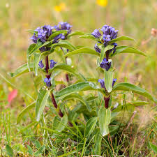 Attēlu rezultāti vaicājumam “Gentiana cruciata flower”