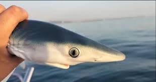 Image result for Rhizoprionodon longurio