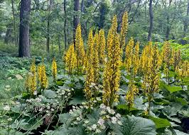 Attēlu rezultāti vaicājumam “Lycogala persicum young”