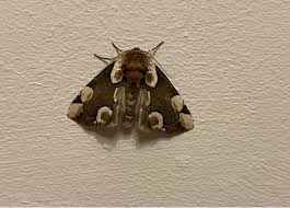 Attēlu rezultāti vaicājumam “Thyatira batis larva”