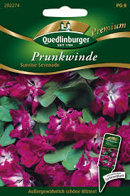 Image result for Prunkwinde