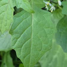 Attēlu rezultāti vaicājumam “Solanum nigrum”