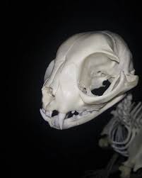 Attēlu rezultāti vaicājumam “Felis silvestris catus juvenile”