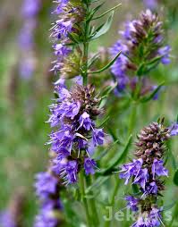 Image result for Hyssopus officinalis