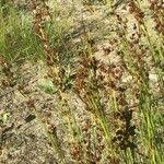 Attēlu rezultāti vaicājumam “Juncus squarrosus fruit”