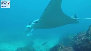 Image result for Manta Divers Sub-Aqua Club