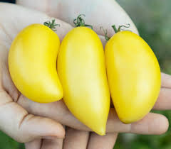 Afbeeldingsresultaat voor banana legs tomato