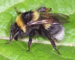 Attēlu rezultāti vaicājumam “Bombus”