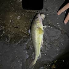 Image result for Microgadus tomcod