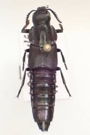 Attēlu rezultāti vaicājumam “Quedius dilatatus”