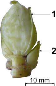 Attēlu rezultāti vaicājumam “Heracleum sosnowskyi fruit”