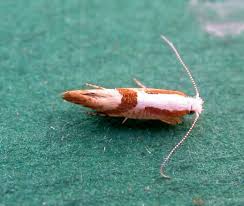 Attēlu rezultāti vaicājumam “Argyresthia pruniella”