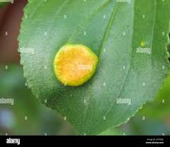 Attēlu rezultāti vaicājumam “Puccinia coronata”