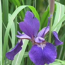Attēlu rezultāti vaicājumam “Iris sibirica leaf”