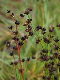 Attēlu rezultāti vaicājumam “Juncus gerardii leaf”
