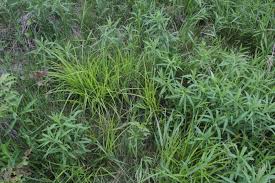 Attēlu rezultāti vaicājumam “Carex diandra”