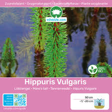 Attēlu rezultāti vaicājumam “Hippuridaceae”