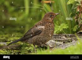 Attēlu rezultāti vaicājumam “Turdus merula juvenile”