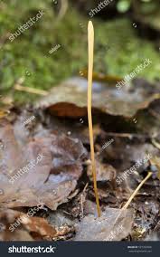 Attēlu rezultāti vaicājumam “Macrotyphula fistulosa”