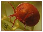 Attēlu rezultāti vaicājumam “Hydrachna”