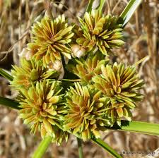 Attēlu rezultāti vaicājumam “Cyperus fuscus fruit”