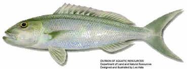 Image result for Hyporthodus quernus