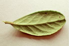 Attēlu rezultāti vaicājumam “Vaccinium vitis-idaea leaf”