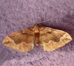 Attēlu rezultāti vaicājumam “Pelurga comitata”