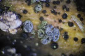 Attēlu rezultāti vaicājumam “Proliferodiscus pulveraceus”