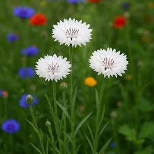 Image result for Centaurea cyanus
