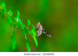 Attēlu rezultāti vaicājumam “Trypetoptera punctulata”