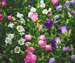 Image result for Marienglockenblumen