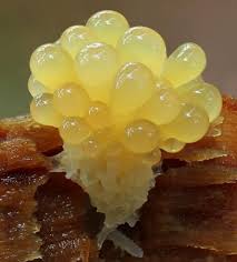 Attēlu rezultāti vaicājumam “Tubifera sp.”