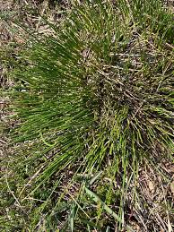 Attēlu rezultāti vaicājumam “Trichophorum cespitosum”