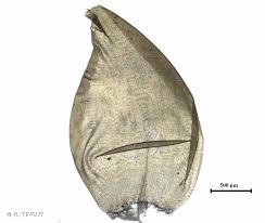 Attēlu rezultāti vaicājumam “Scorpidium scorpioides”