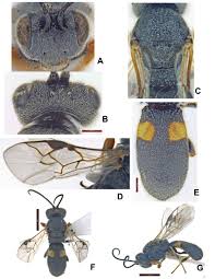 Attēlu rezultāti vaicājumam “Licea chelonoides”