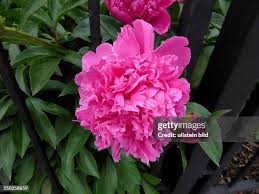 Image result for Pfingstrose