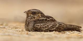 Image result for Caprimulgus ruficollis