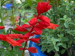 Image result for Salvia splendens