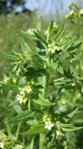 Attēlu rezultāti vaicājumam “Lithospermum officinale”