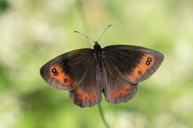 Attēlu rezultāti vaicājumam “Erebia aethiops upperside”