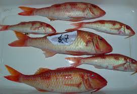 Image result for Pseudupeneus maculatus