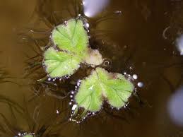 Attēlu rezultāti vaicājumam “Ricciocarpos natans”