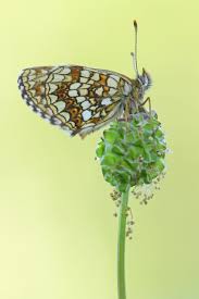 Attēlu rezultāti vaicājumam “Melitaea diamina underside”