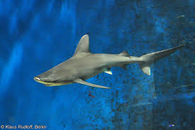 Image result for Carcharhinus plumbeus